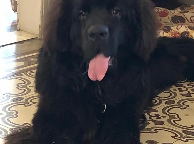 Lukas Vegetarian & Vegan Viareggio